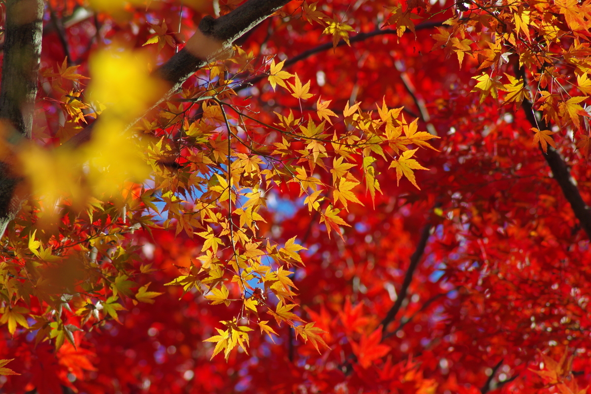 f:id:ykssm:20201204145350j:plain