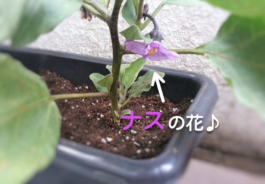 f:id:ymaruuu:20170620162740j:plain