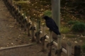 [兼六園]カラス