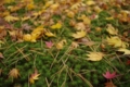 [兼六園]苔と落葉