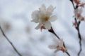 [兼六園][花]冬桜