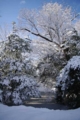 [雪][兼六園]