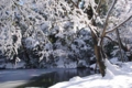 [雪][兼六園]