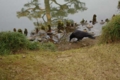 [兼六園]水飲み烏