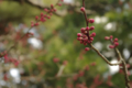 [花][兼六園]摩耶紅