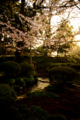 [兼六園][花]朝