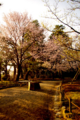 [兼六園][花]朝