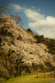 [空][花][金沢城址公園]桜