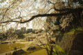 [金沢城址公園][花]桜