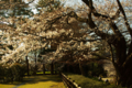 [金沢城址公園][花]桜