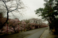 [花][兼六園]