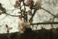 [花]桜