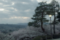 [空][兼六園][花]桜