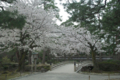 [兼六園][花]桜