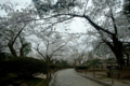 [兼六園][花]桜