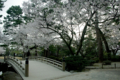 [兼六園][花]桜