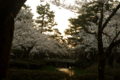 [兼六園][花]桜