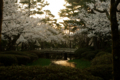 [兼六園][花]桜