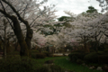 [兼六園][花]桜