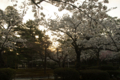 [兼六園][花]桜