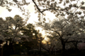 [兼六園][花]桜