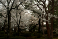 [兼六園][花]桜