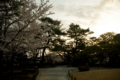 [兼六園][花]桜