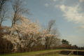 [花][金沢城公園][空]