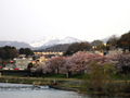 [花][雪]桜