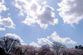 [空][花]桜