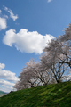 [空][花]桜