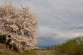 [花]桜