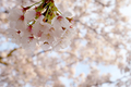 [花]桜