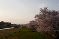 [空][花]桜