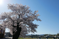 [空][花]桜