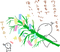 七夕
