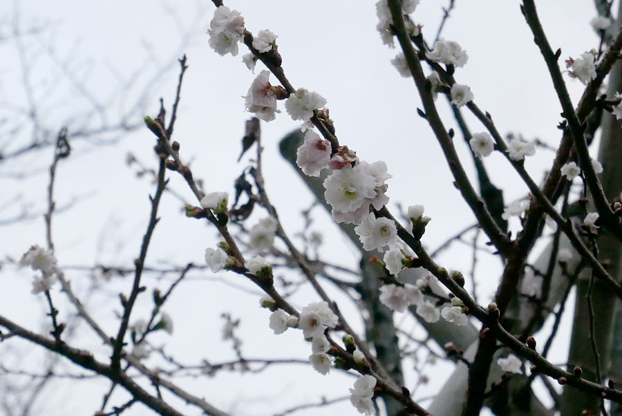 冬桜