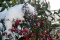 [雪][植物]