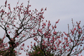 [花][兼六園]