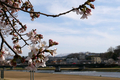 [川][花]桜