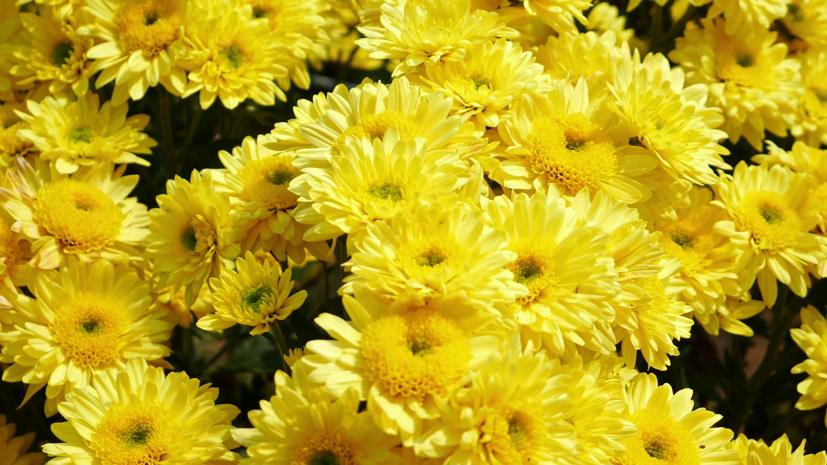 Callus induction and indirect organogenesis in Chrysanthemum morifolium