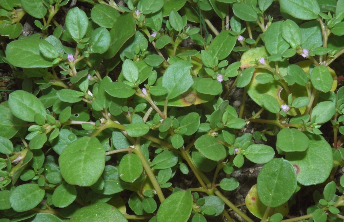 Flora of Sri Lanka, image size:1200x775
