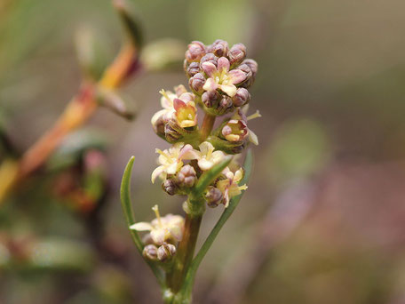 f:id:ymikami_overseas:20210620001939j:plain