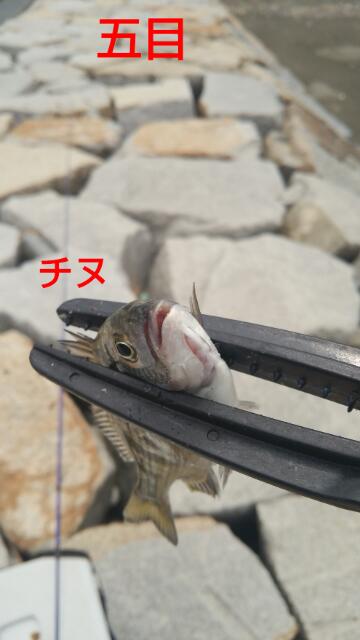 f:id:ymjclub1:20160712074334j:plain f:id:ymjclub1:20160712074334j:plain