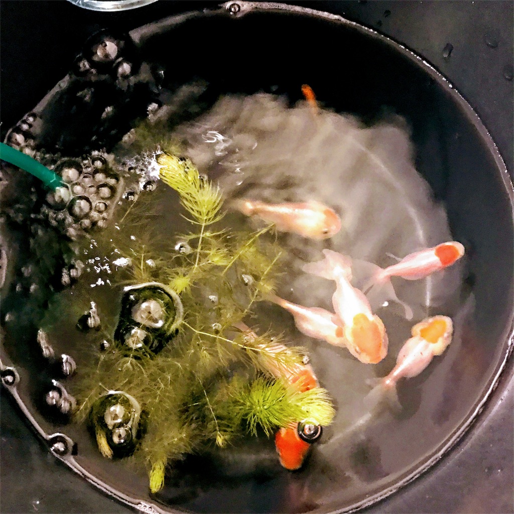 f:id:ymkjp:20170226100523j:image