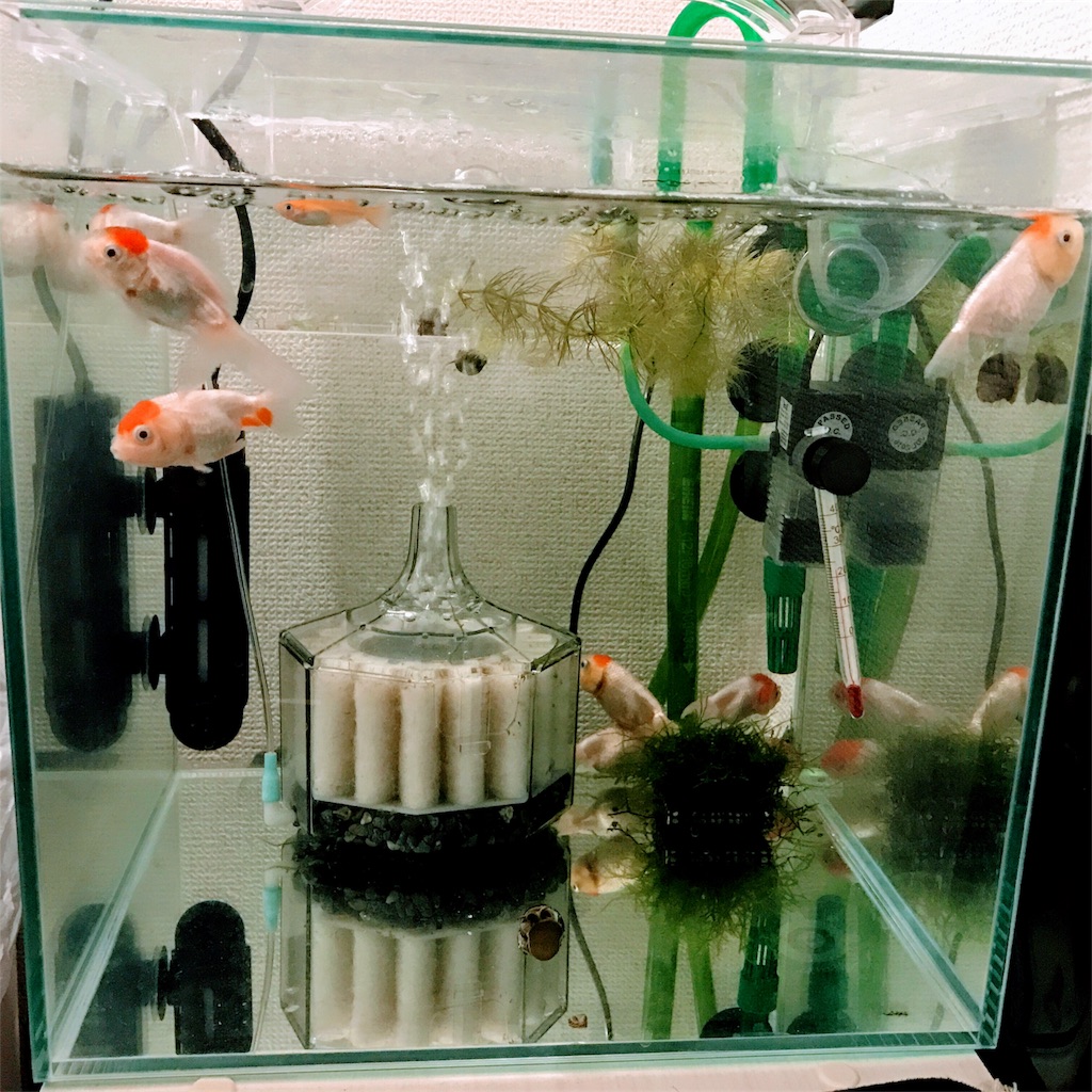 らんちゅうたちの悲劇 水槽ウォッチ らんちゅうたちの悲劇 水槽ウォッチ