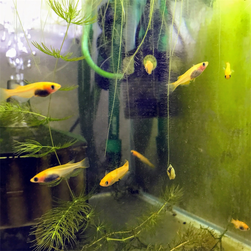 f:id:ymkjp:20170428114600j:image