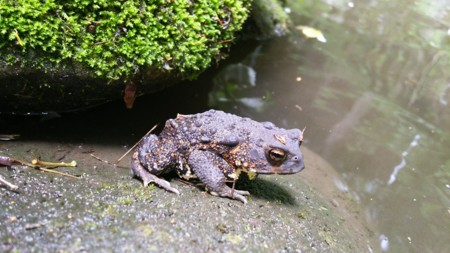 かえる