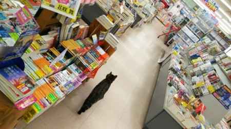 2月22日は猫の日だから猫画像222枚貼るよ
