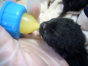 [黒猫３匹]